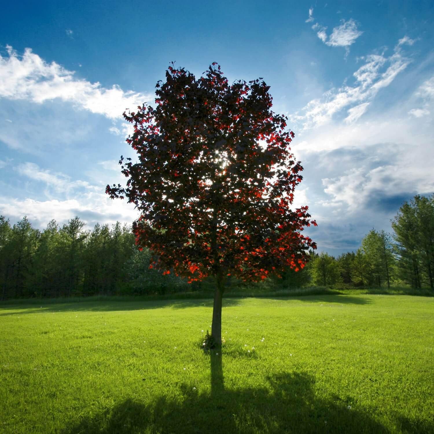 Red Maple - Image 8