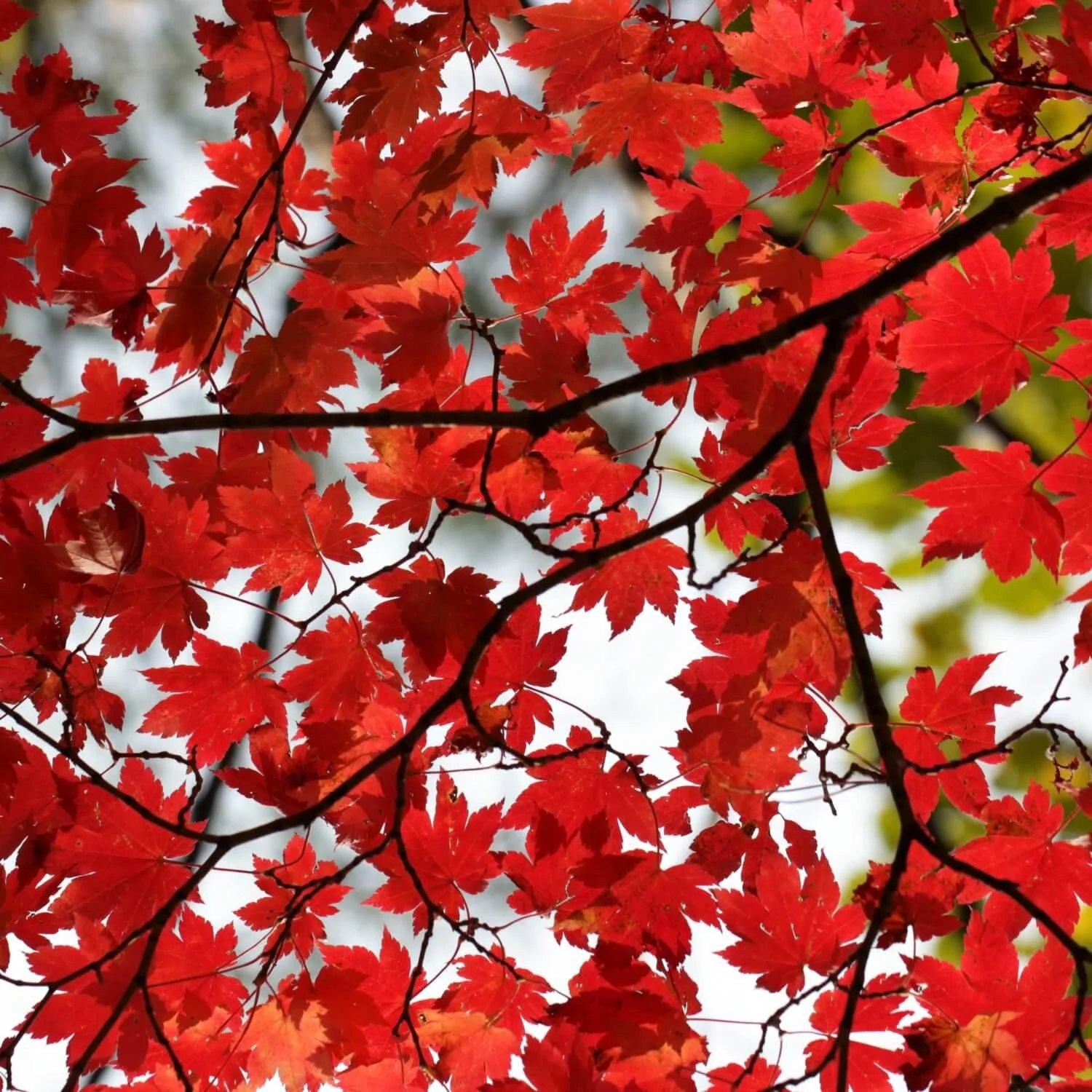 Red Maple - Image 9