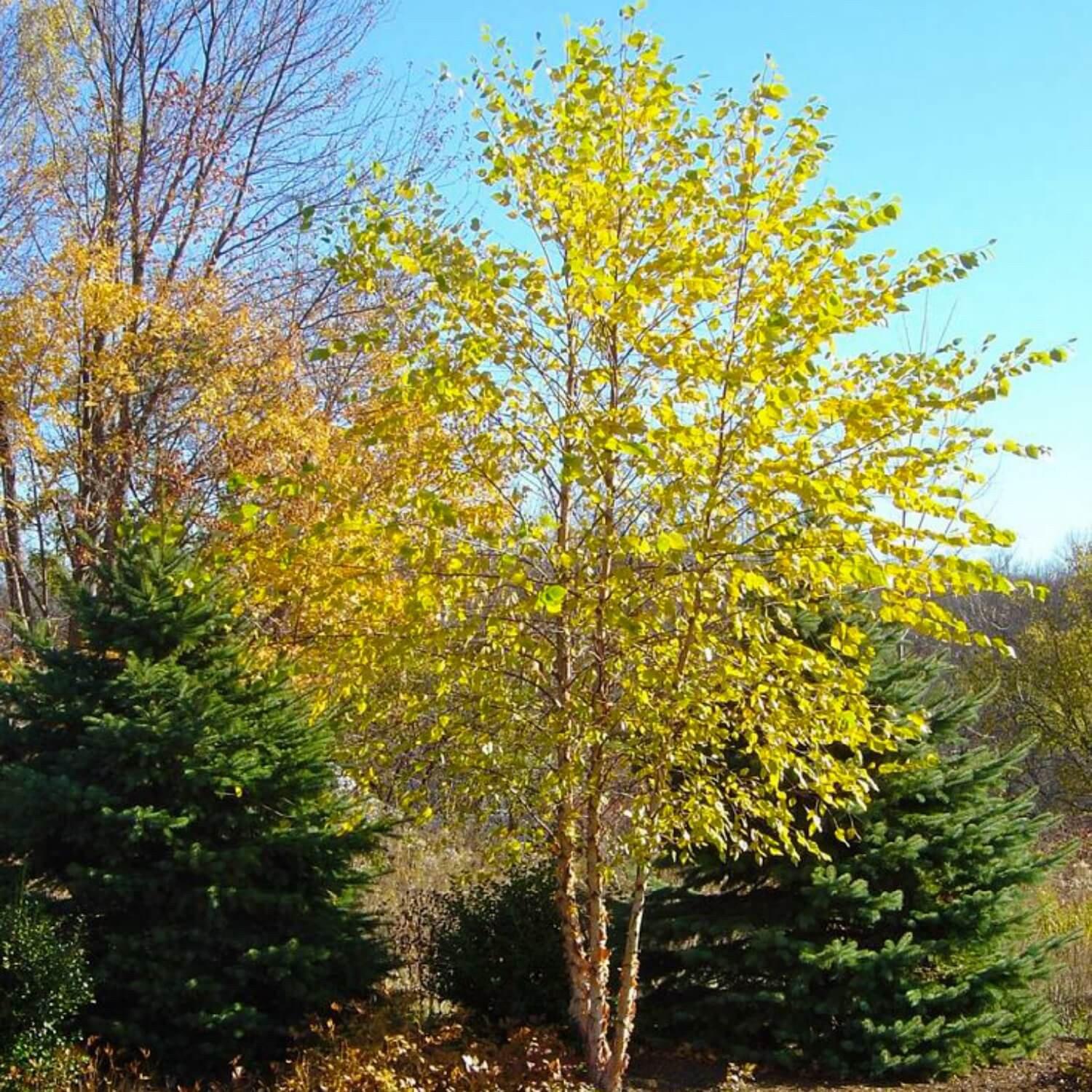 River Birch - Image 3