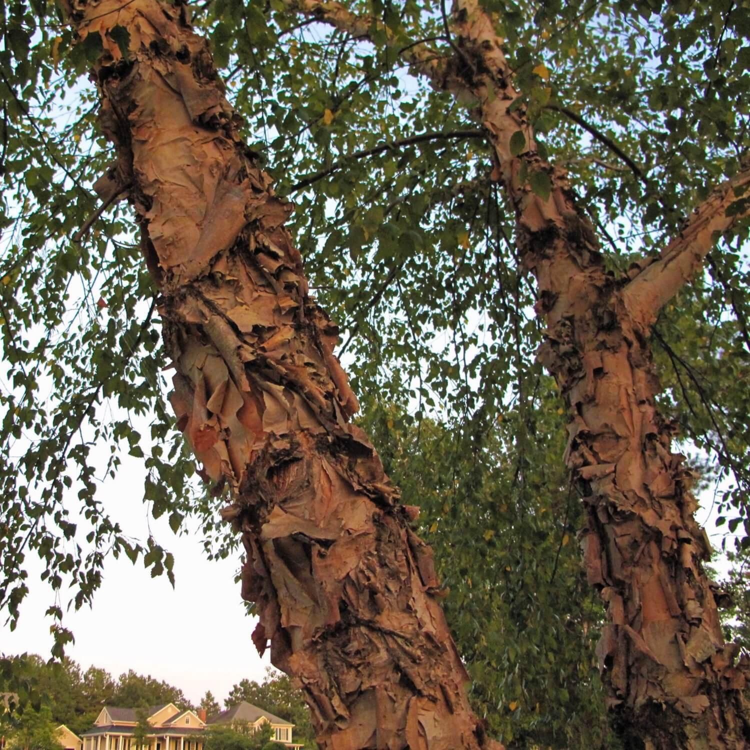 River Birch - Image 4