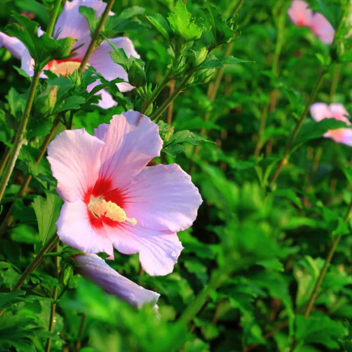 Rose of Sharon (Minerva) - Image 2