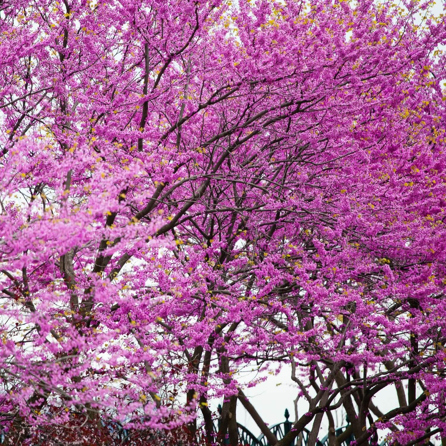 Eastern Redbud - Image 5