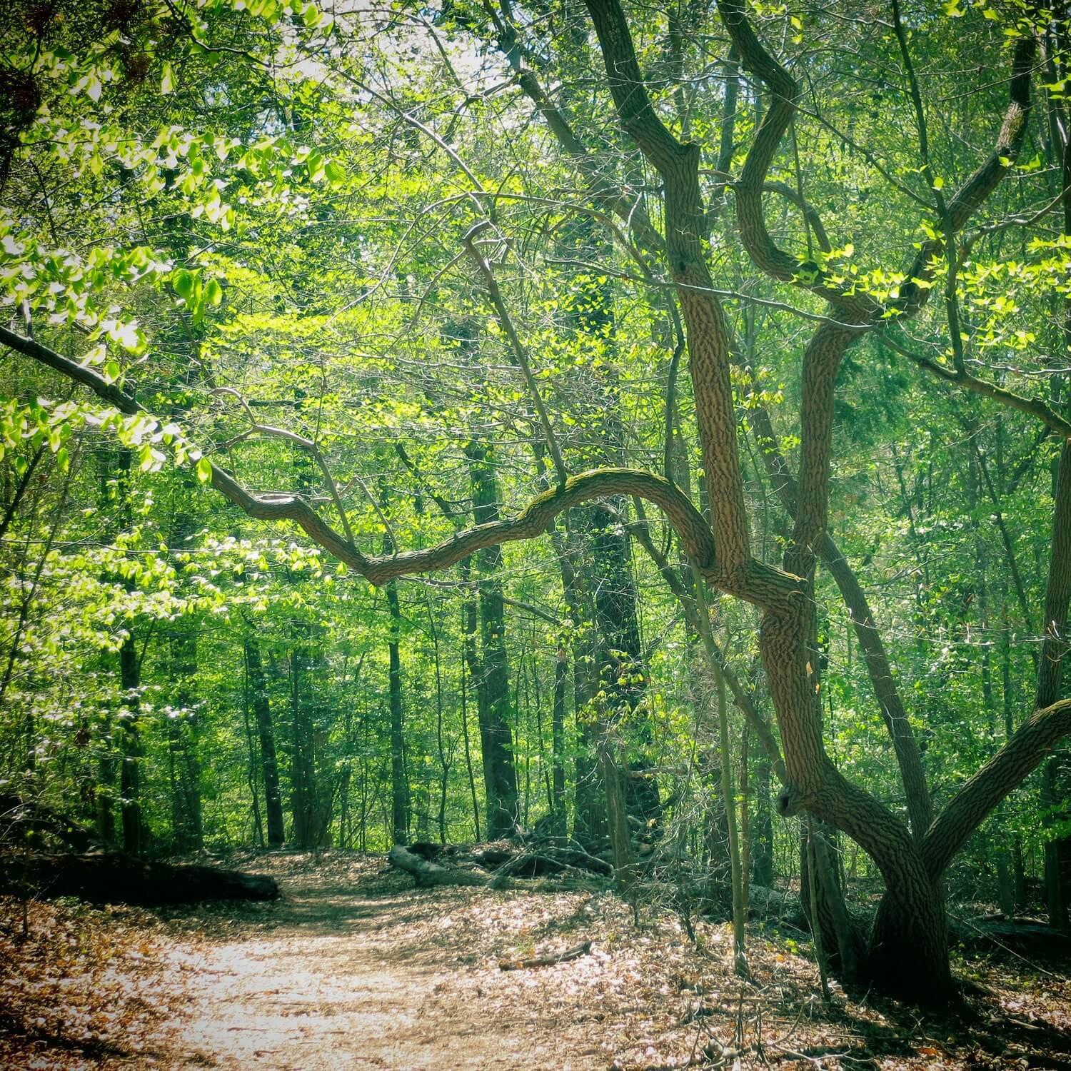 Sourwood - Image 3