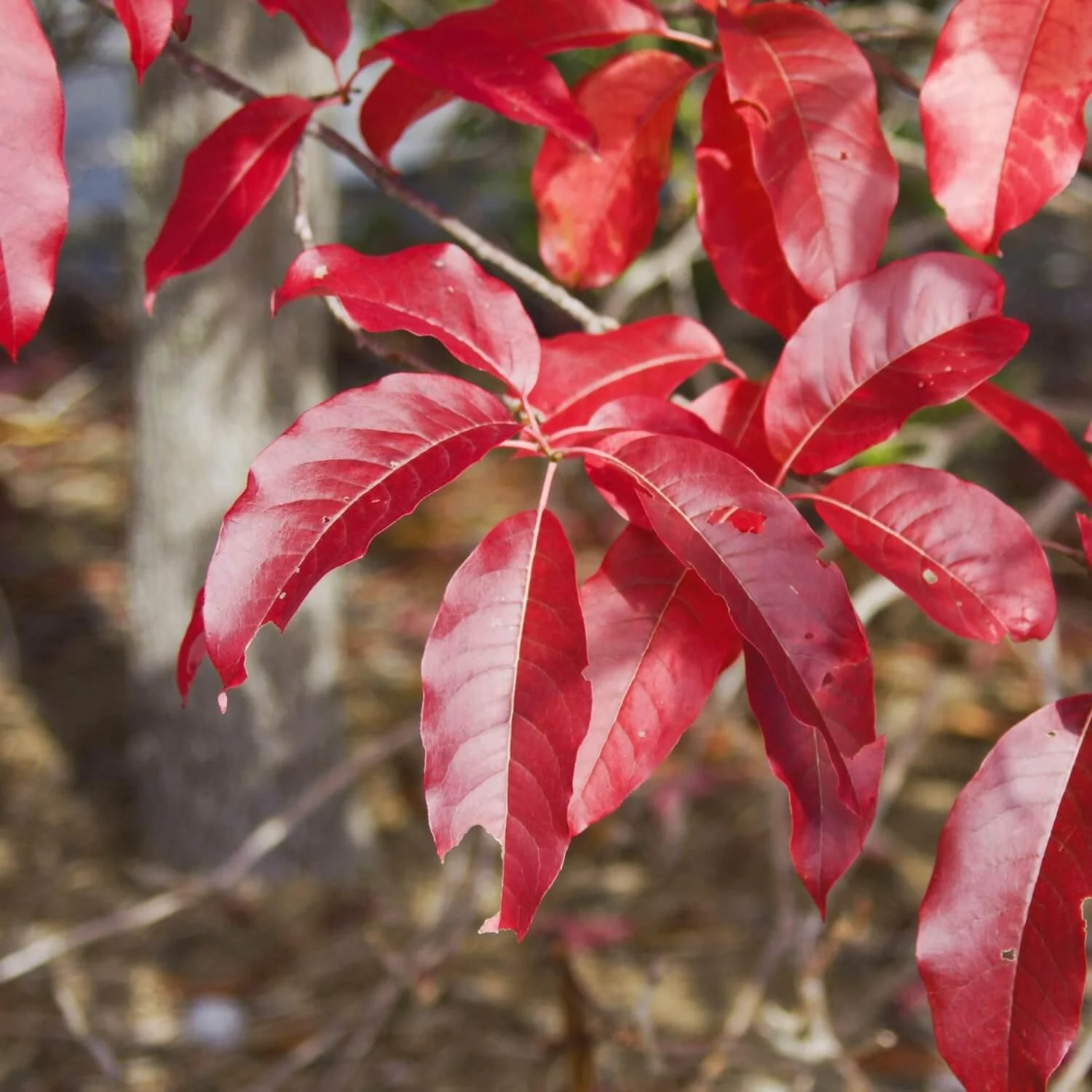 Sourwood - Image 4