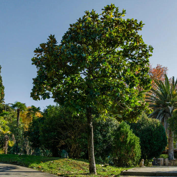 Southern Magnolia - Image 4