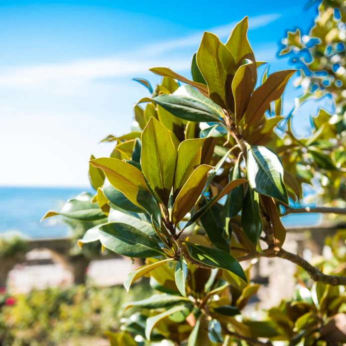Southern Magnolia - Image 4