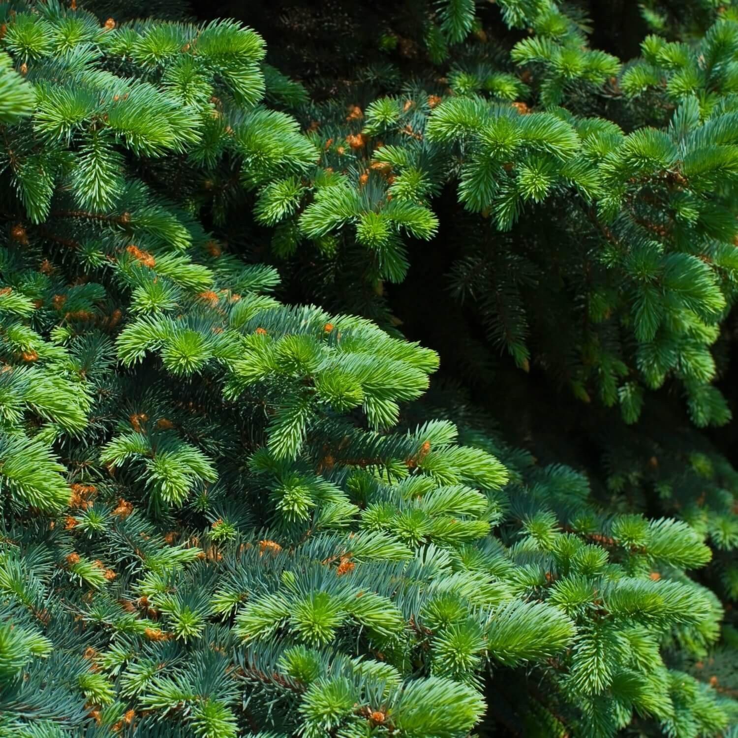 Spruce (Colorado Blue) - Image 4