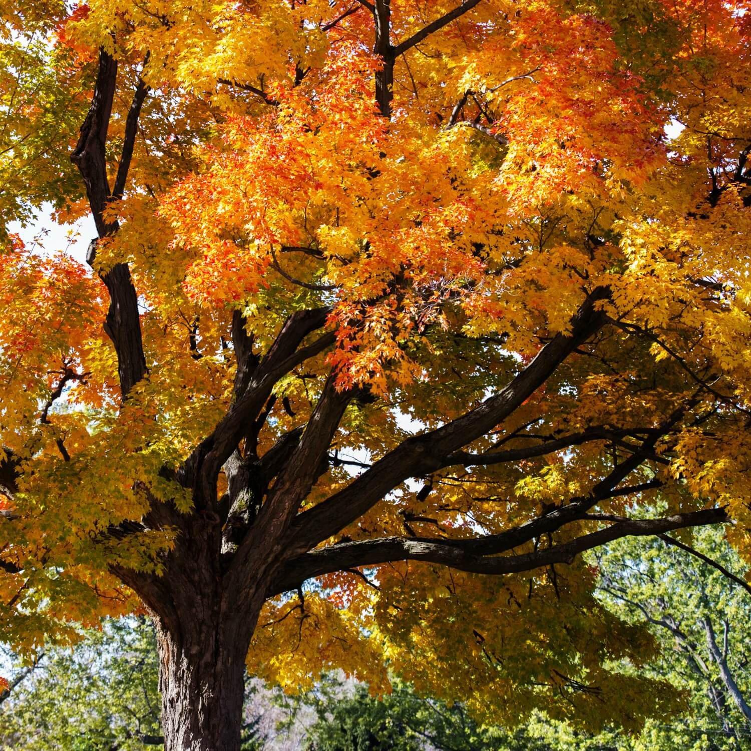 Sugar Maple - Image 4