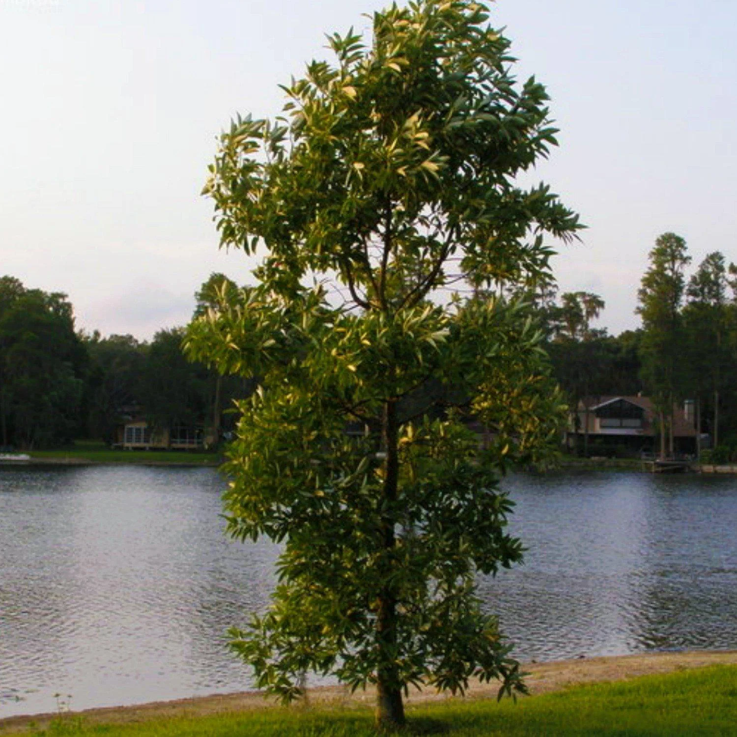 Sweetbay Magnolia - Image 3