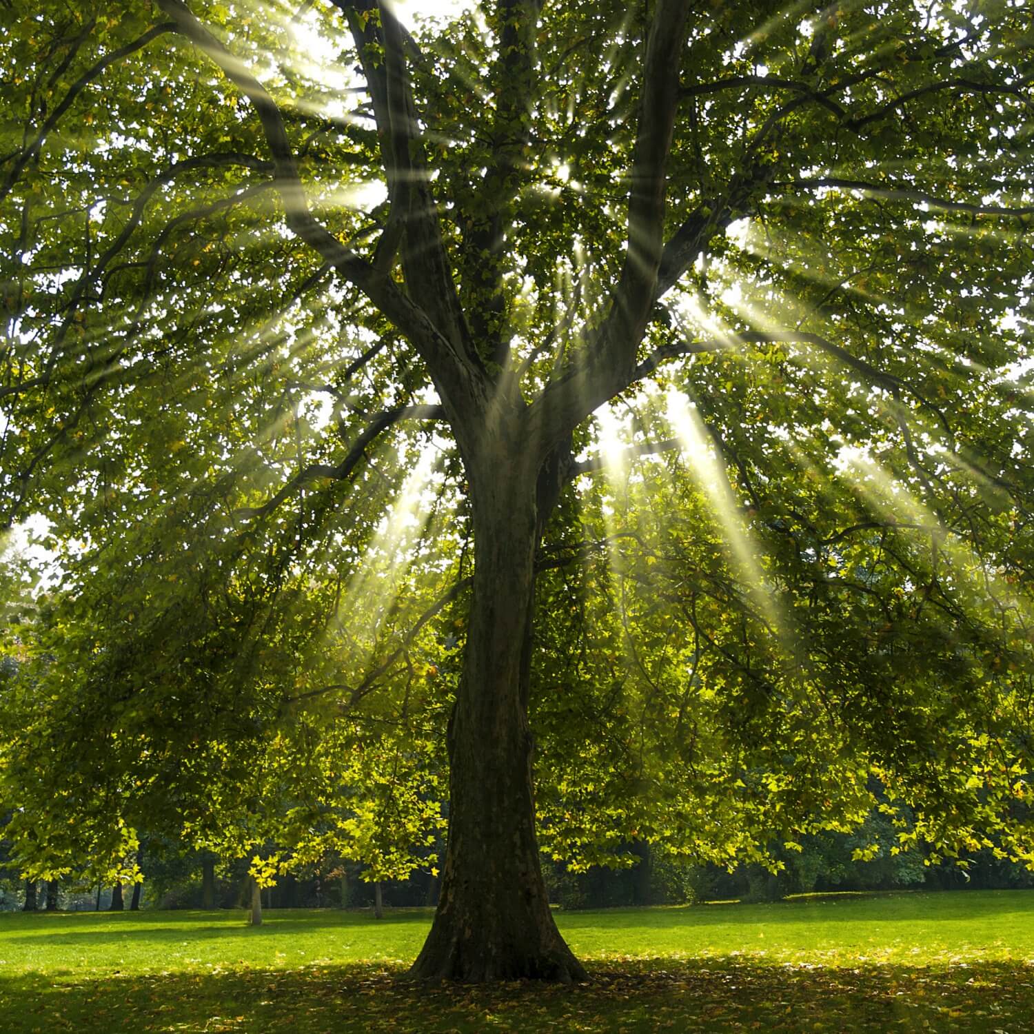 Sycamore - Image 3