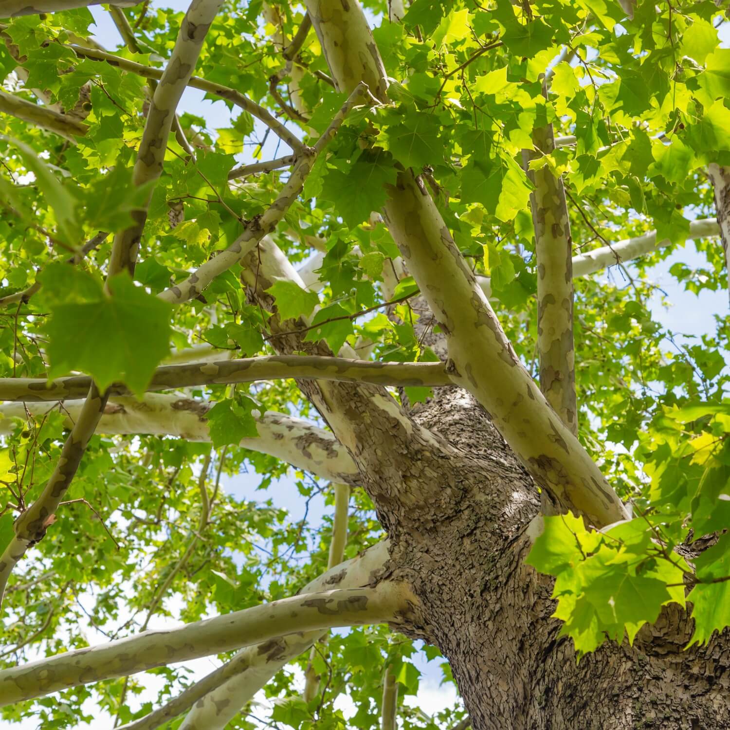 Sycamore - Image 4