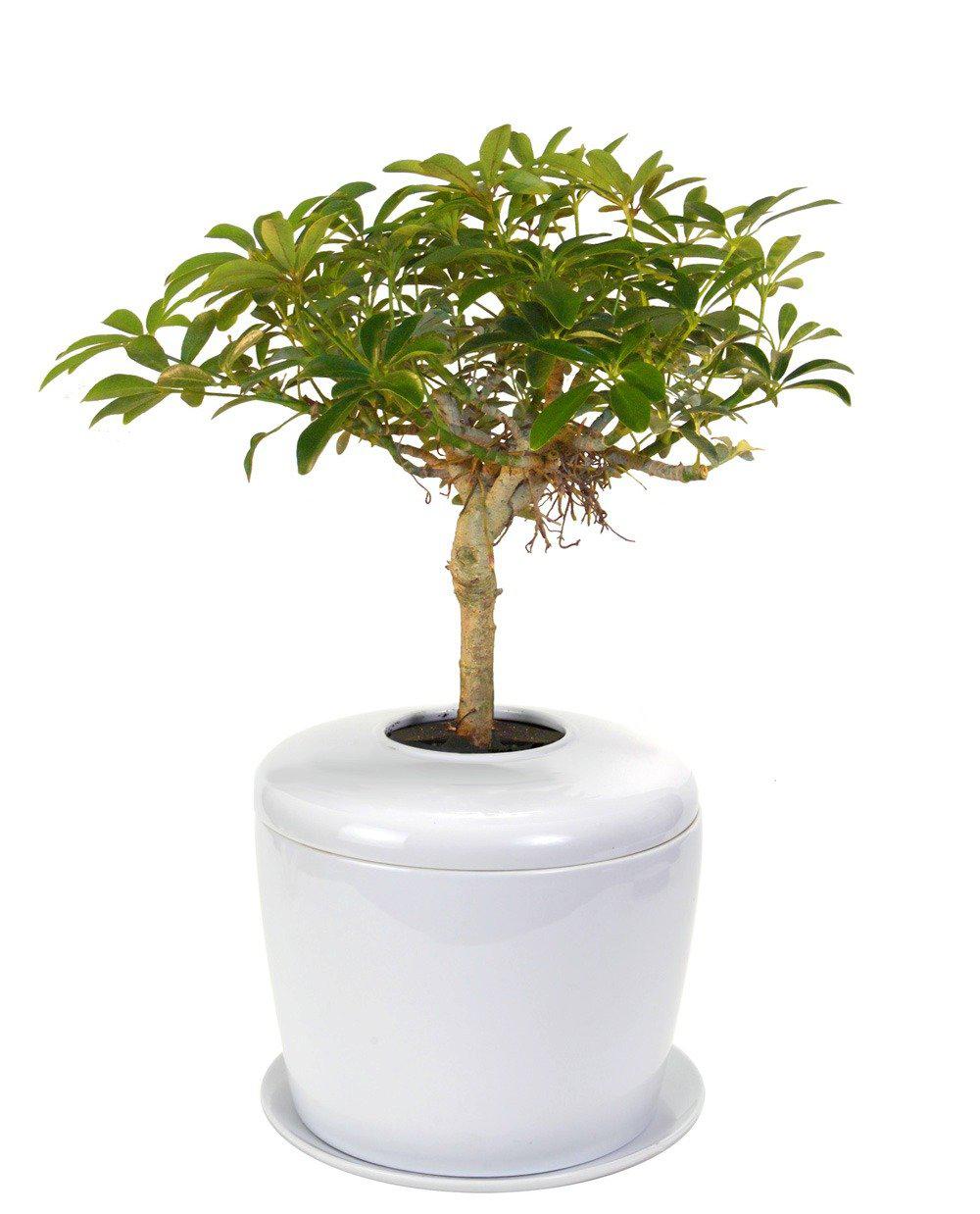 The Living Urn Indoors / Patio for Pets - Image 7