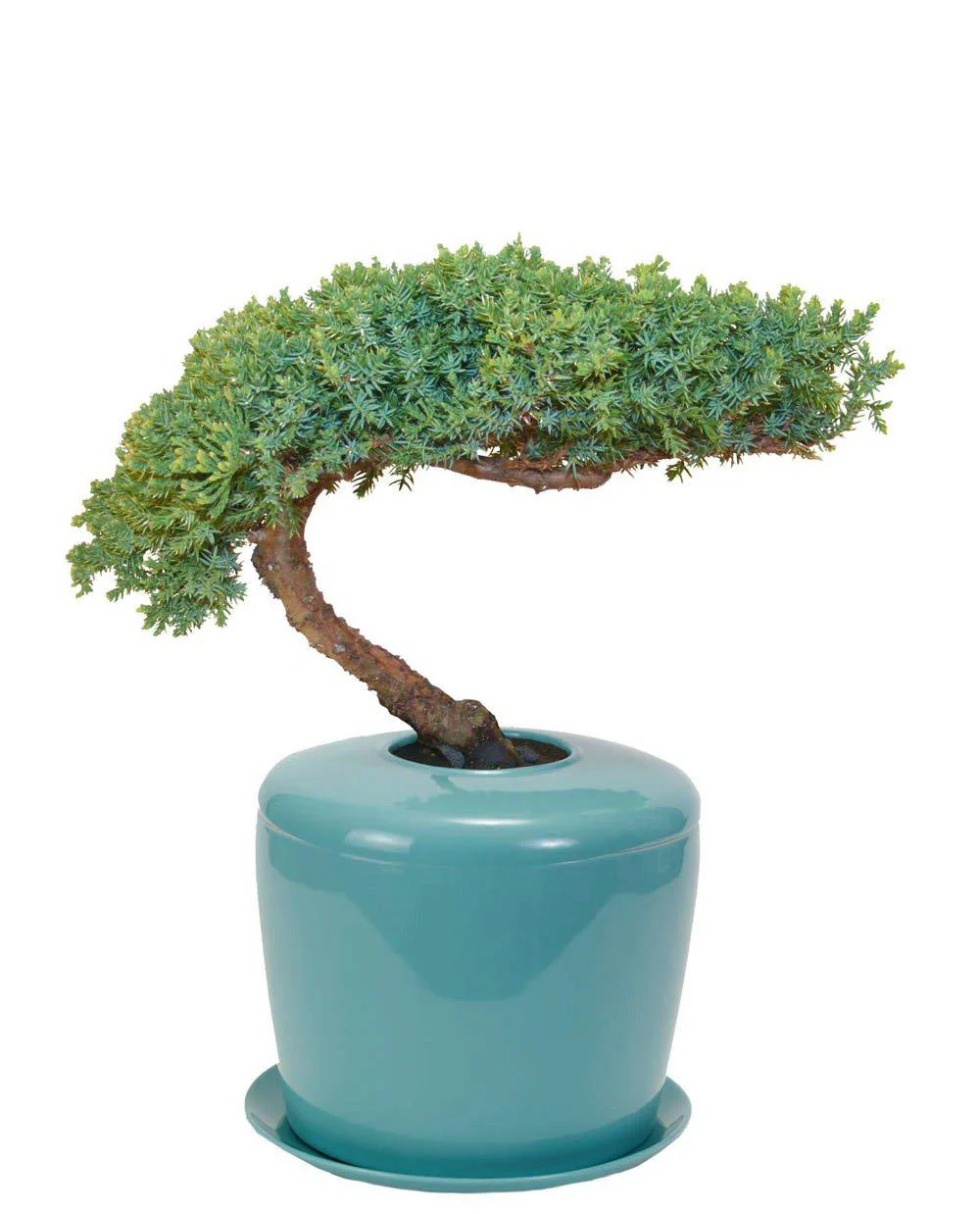 The Living Urn Indoors / Patio - Image 10