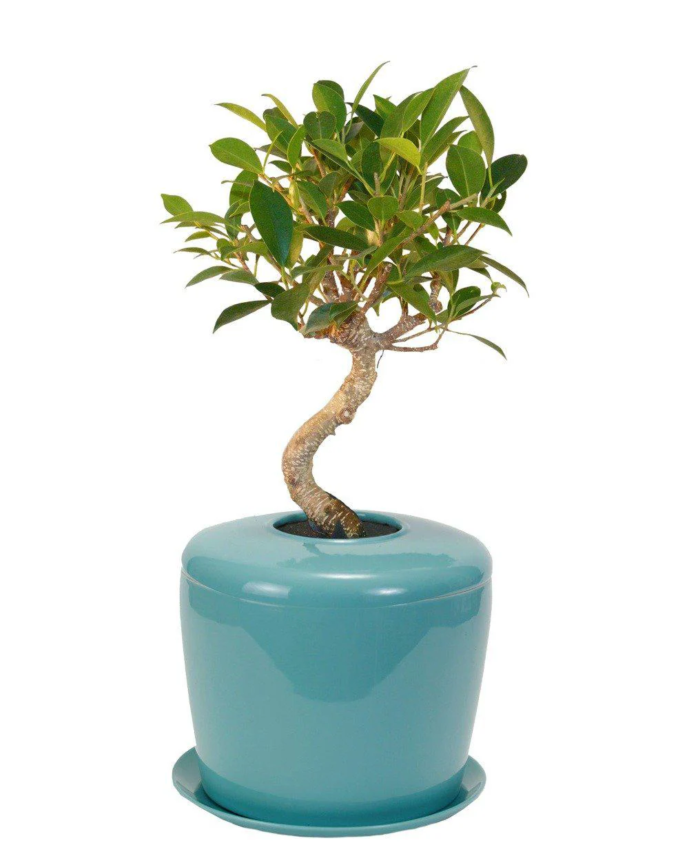 The Living Urn Indoors / Patio - Image 12