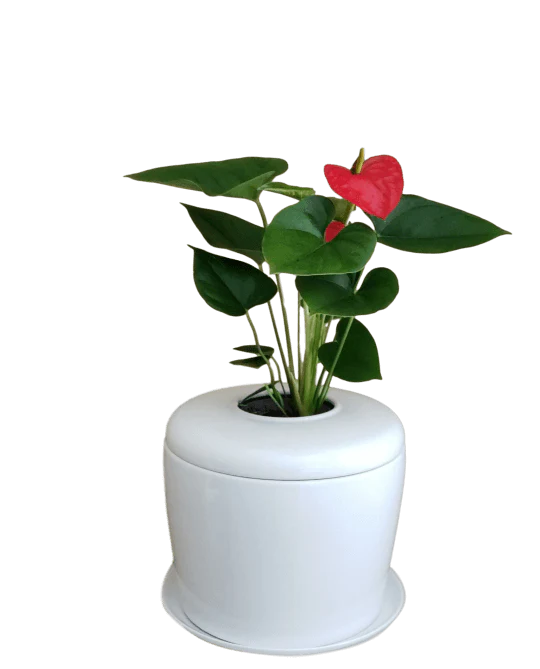 The Living Urn Indoors / Patio - Image 13