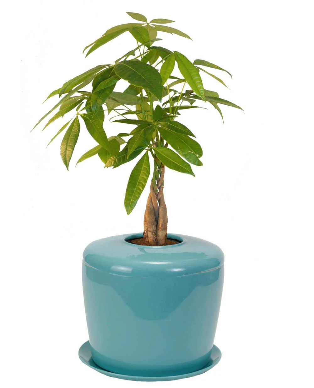 The Living Urn Indoors / Patio - Image 14