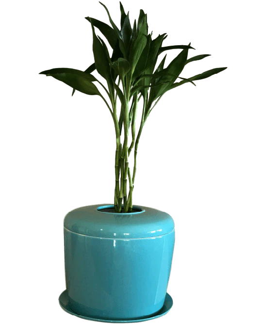 The Living Urn Indoors / Patio - Image 15