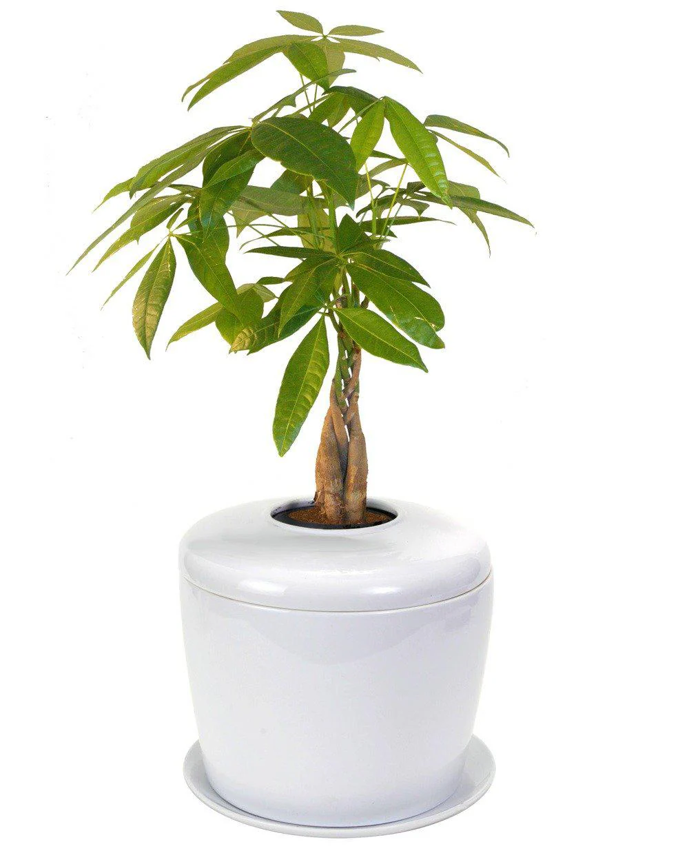 The Living Urn Indoors / Patio - Image 16