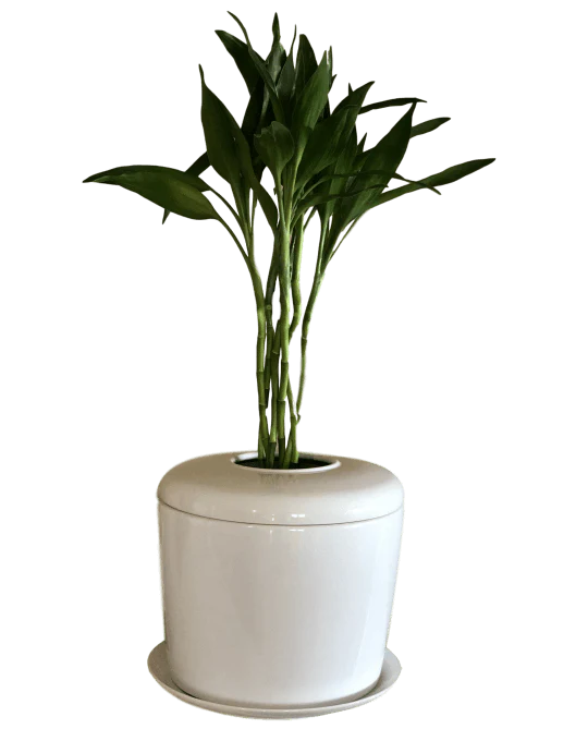 The Living Urn Indoors / Patio - Image 17