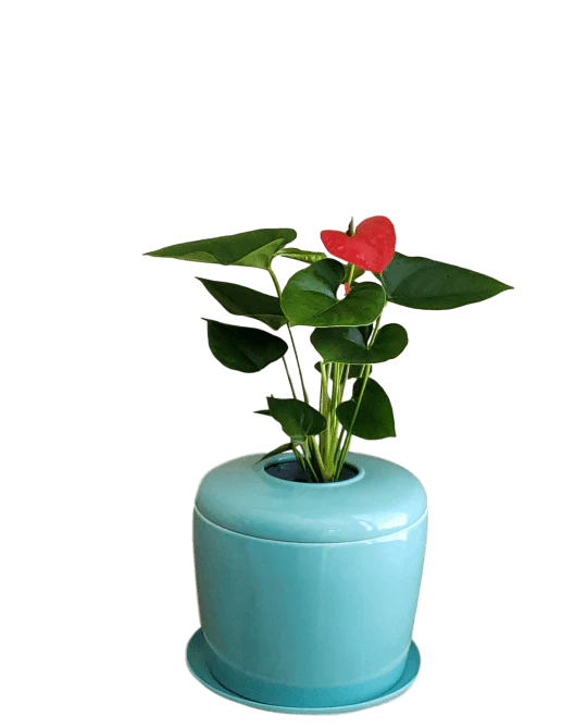 The Living Urn Indoors / Patio - Image 18