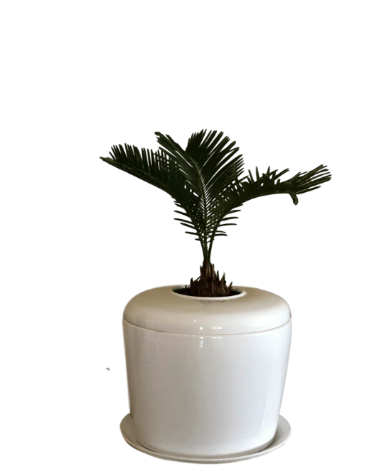 The Living Urn Indoors / Patio - Image 19