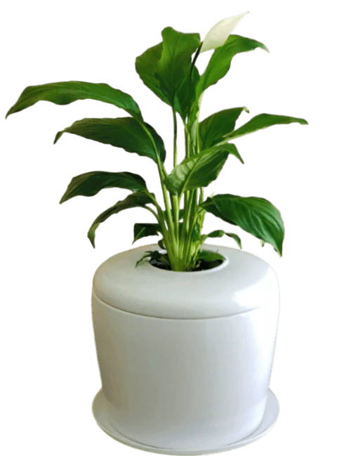 The Living Urn Indoors / Patio - Image 21