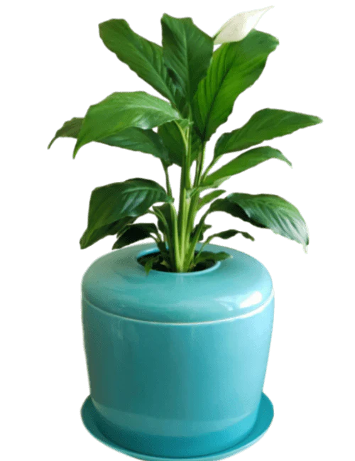 The Living Urn Indoors / Patio - Image 22