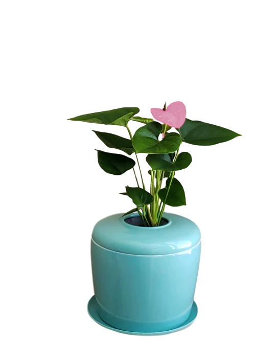 The Living Urn Indoors / Patio - Image 23
