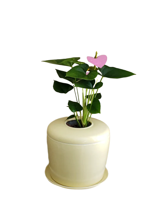 The Living Urn Indoors / Patio - Image 24