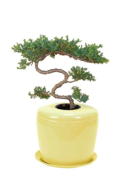 The Living Urn Indoors / Patio - Image 29