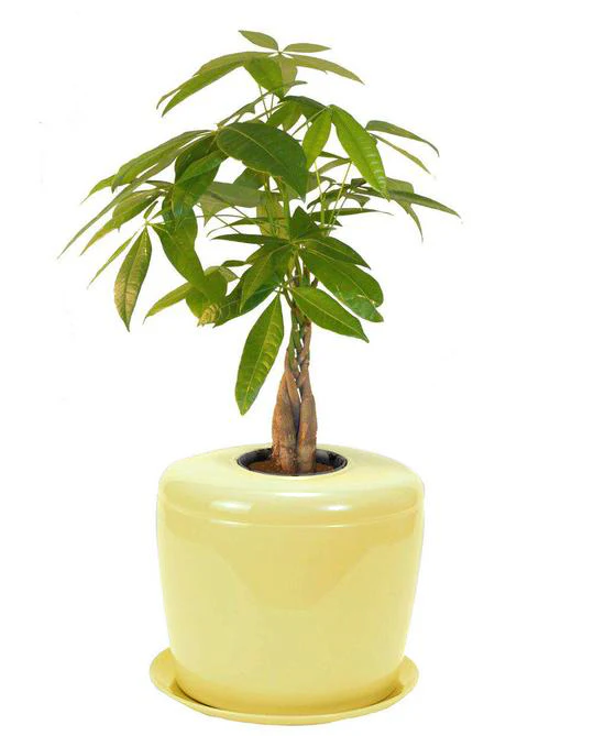 The Living Urn Indoors / Patio - Image 30