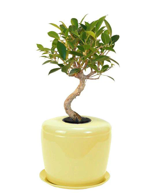 The Living Urn Indoors / Patio - Image 31
