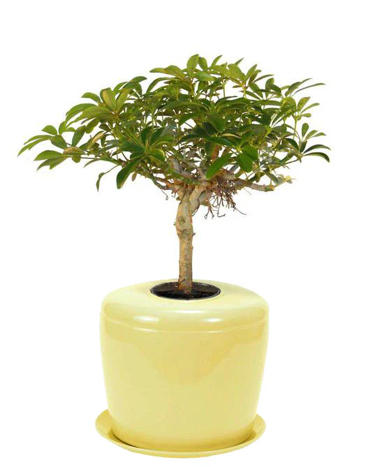 The Living Urn Indoors / Patio - Image 32