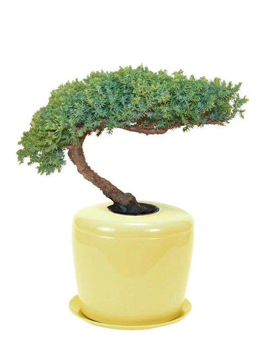 The Living Urn Indoors / Patio - Image 33