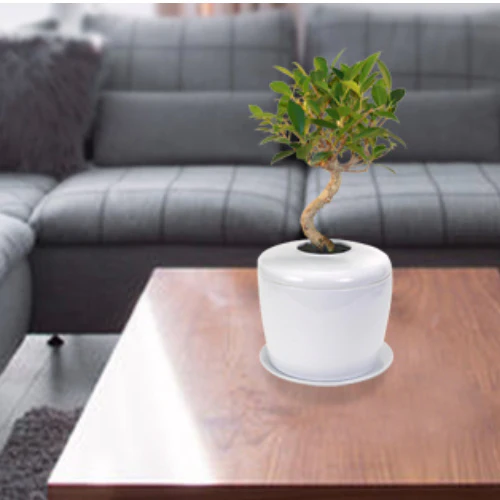 The Living Urn Indoors / Patio - Image 4
