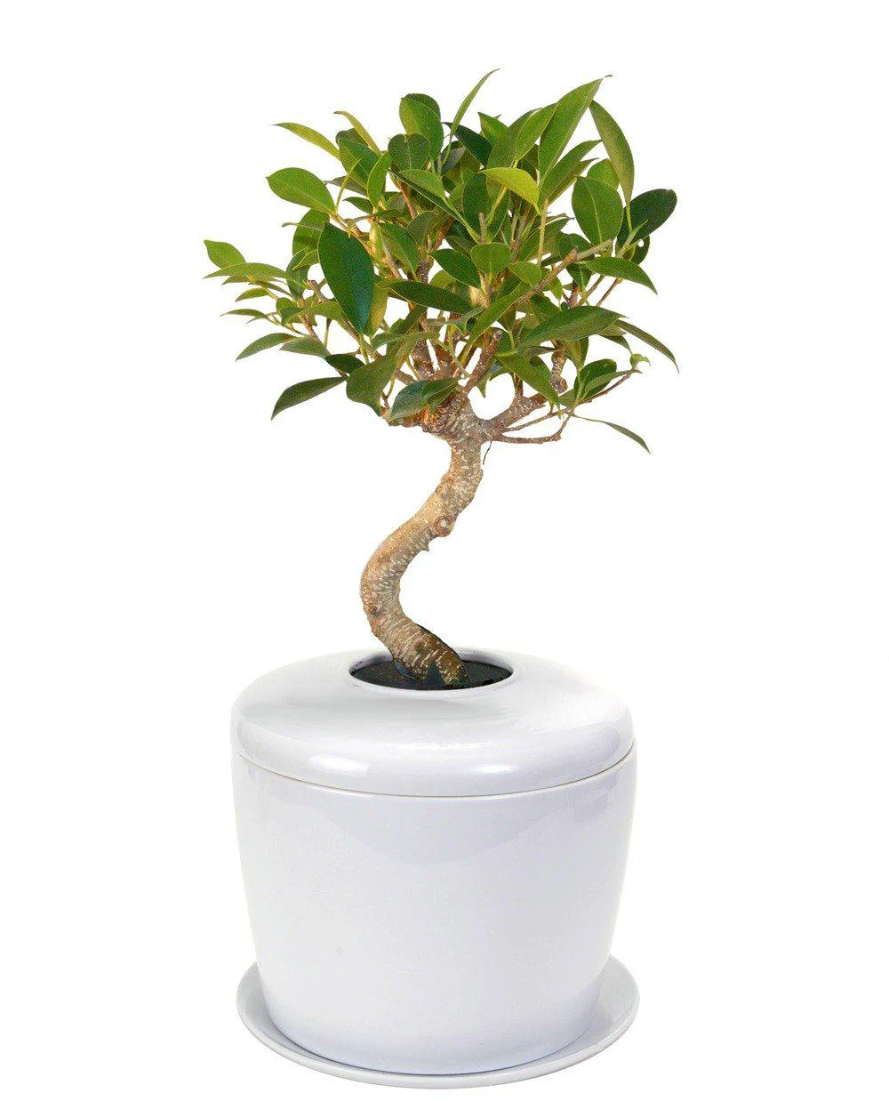The Living Urn Indoors / Patio - Image 5