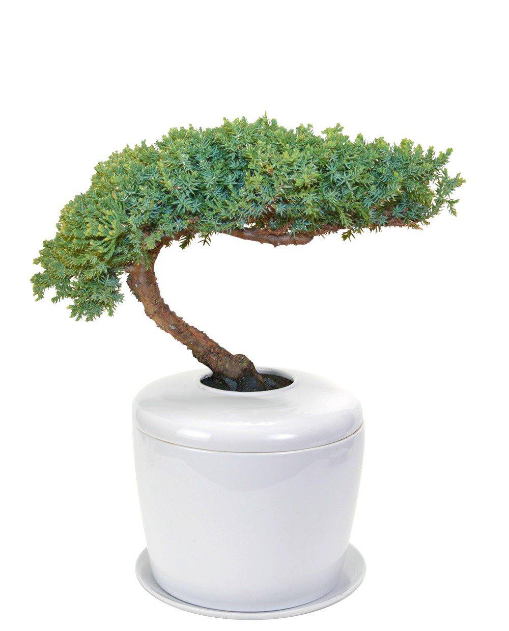 The Living Urn Indoors / Patio - Image 7