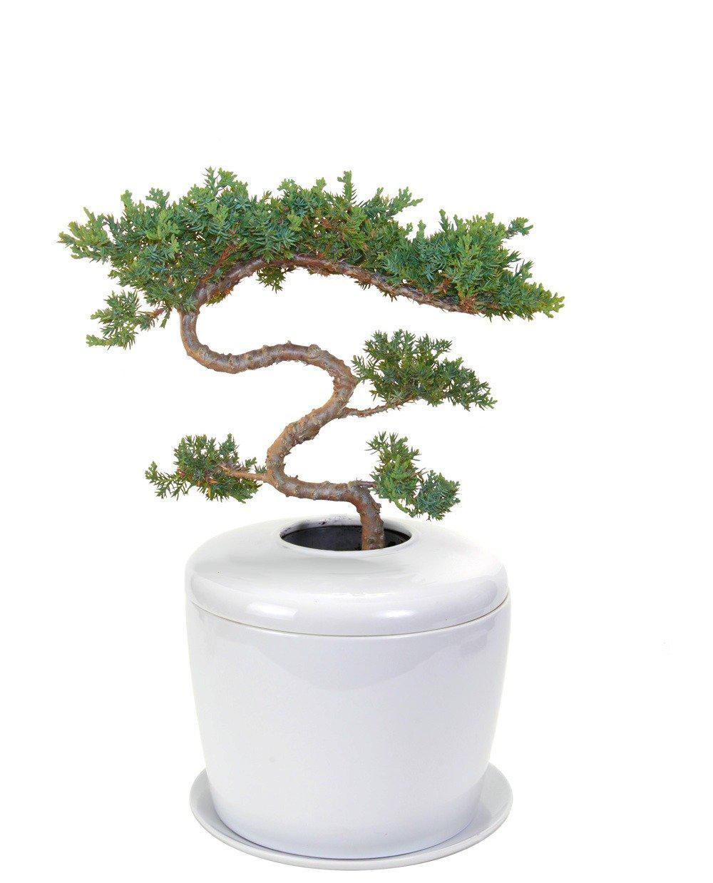 The Living Urn Indoors / Patio - Image 8