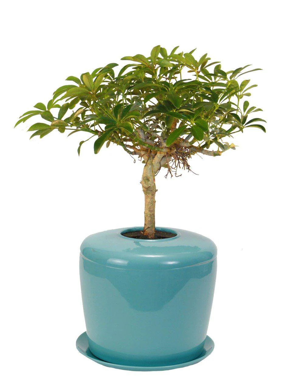 The Living Urn Indoors / Patio - Image 9