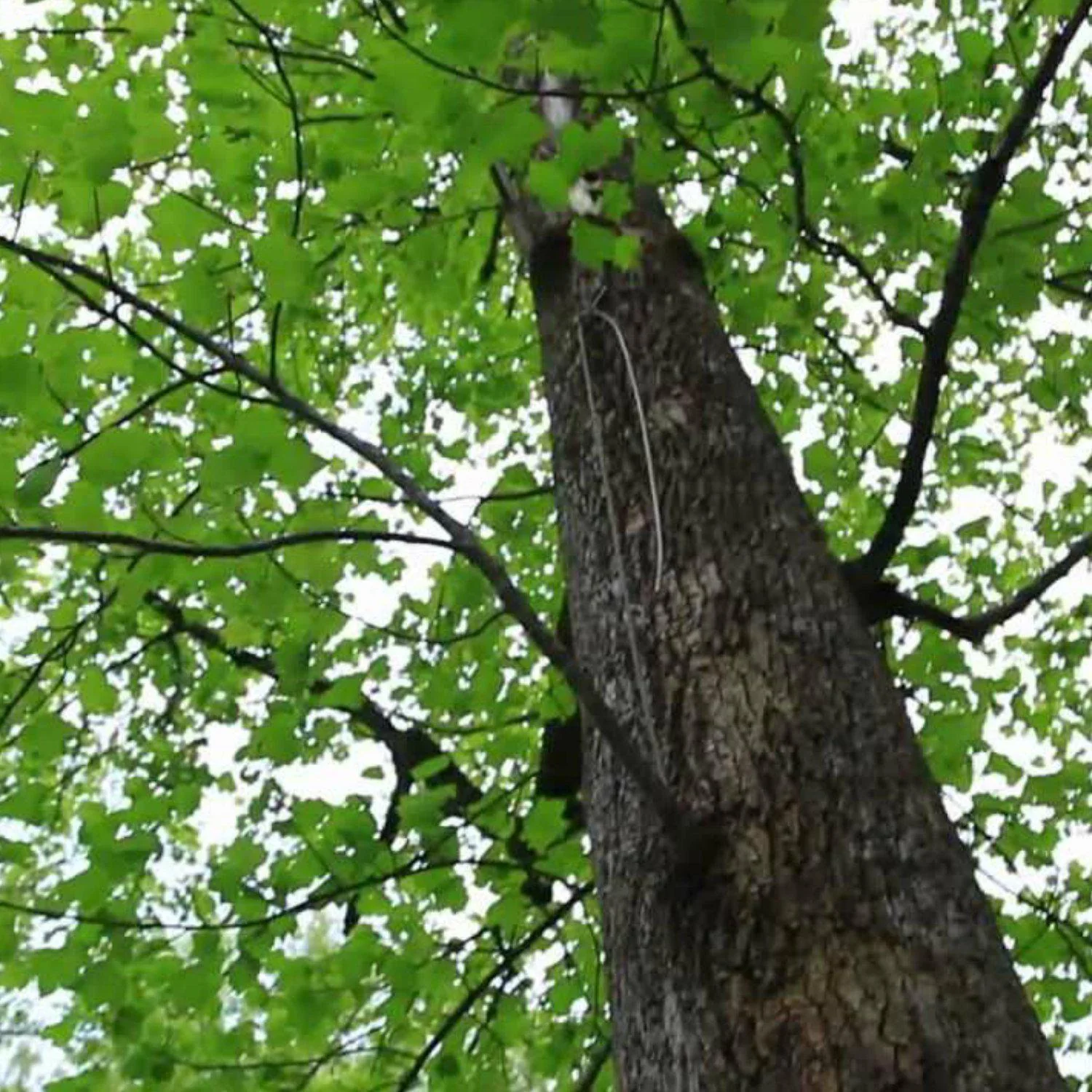 Tuliptree - Image 4