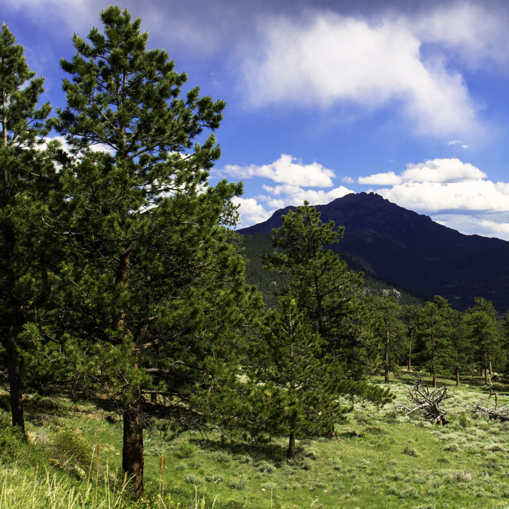 Upper Beaver Meadows - Image 3