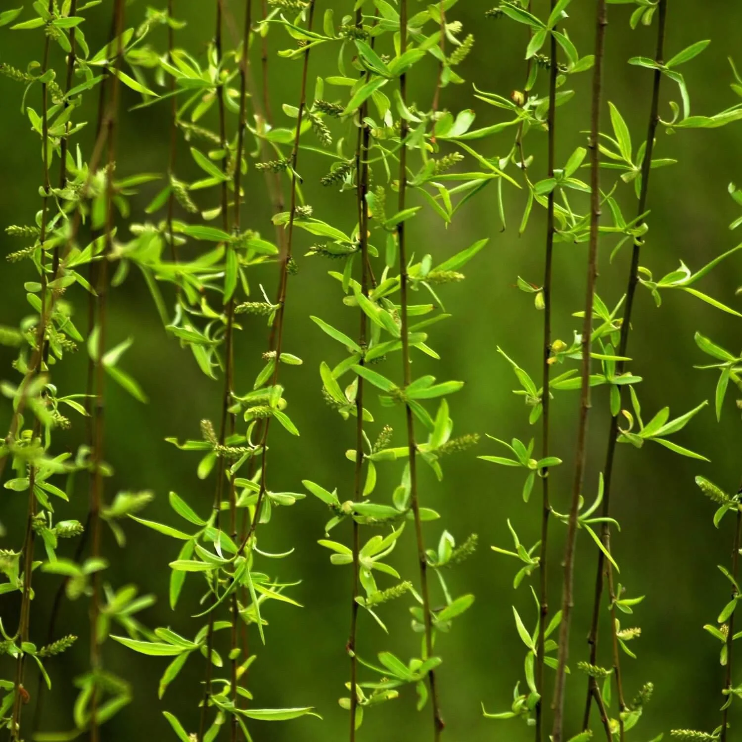 Weeping Willow - Image 5