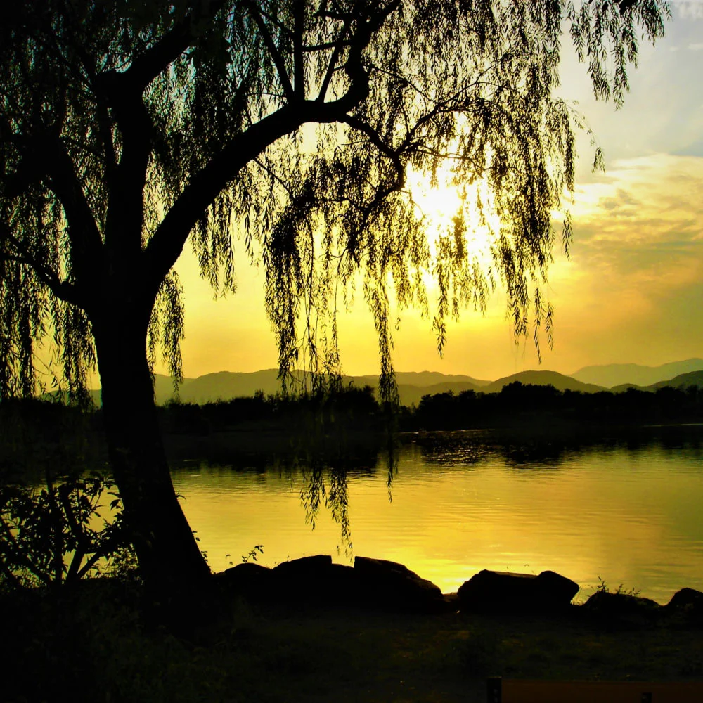 Weeping Willow - Image 7