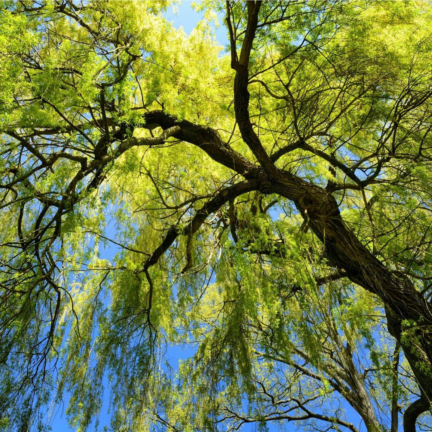 Weeping Willow - Image 4