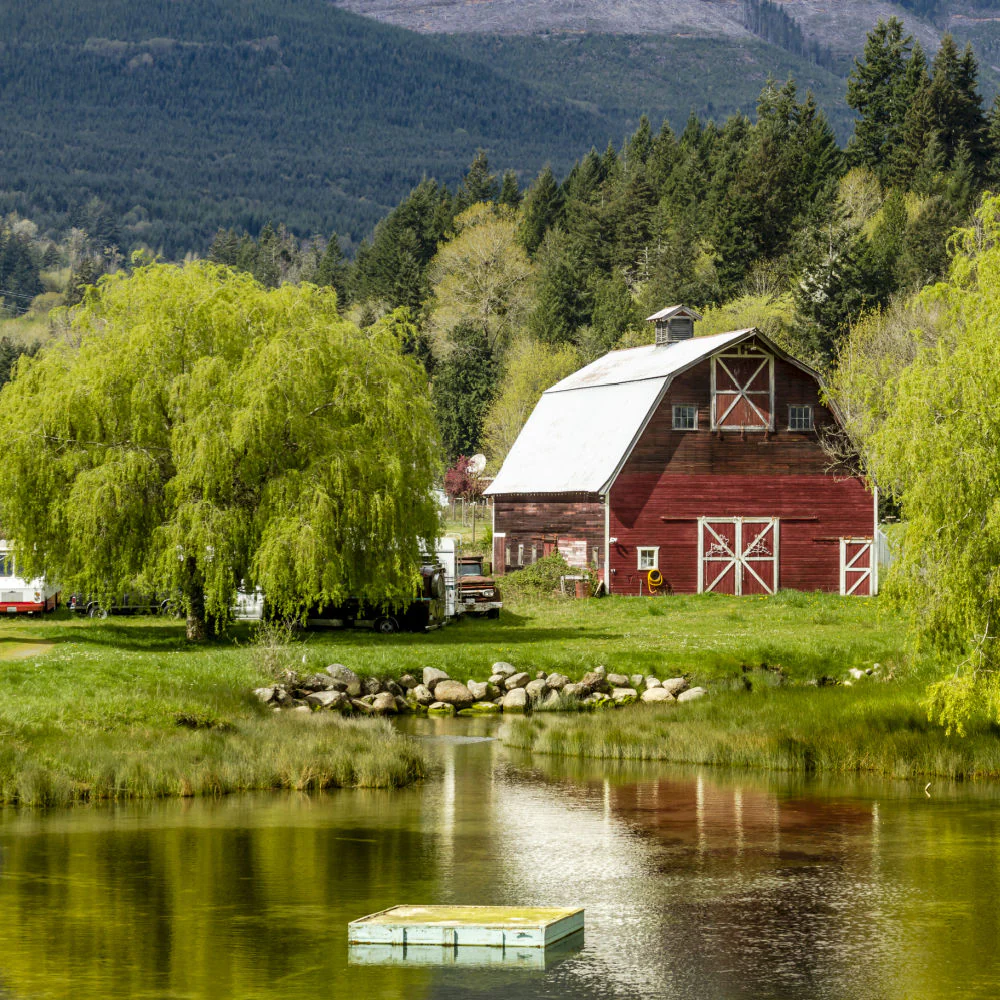 Weeping Willow - Image 6