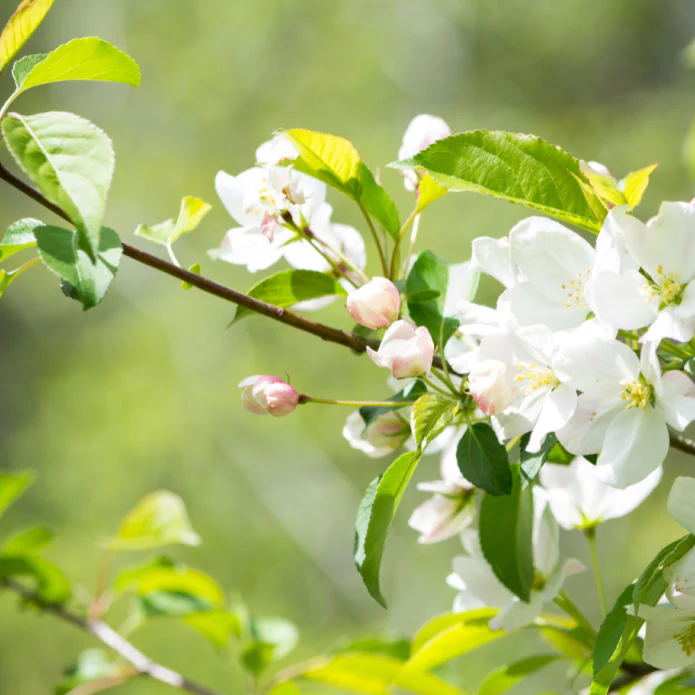 White Crabapple (Sargent) - Image 3