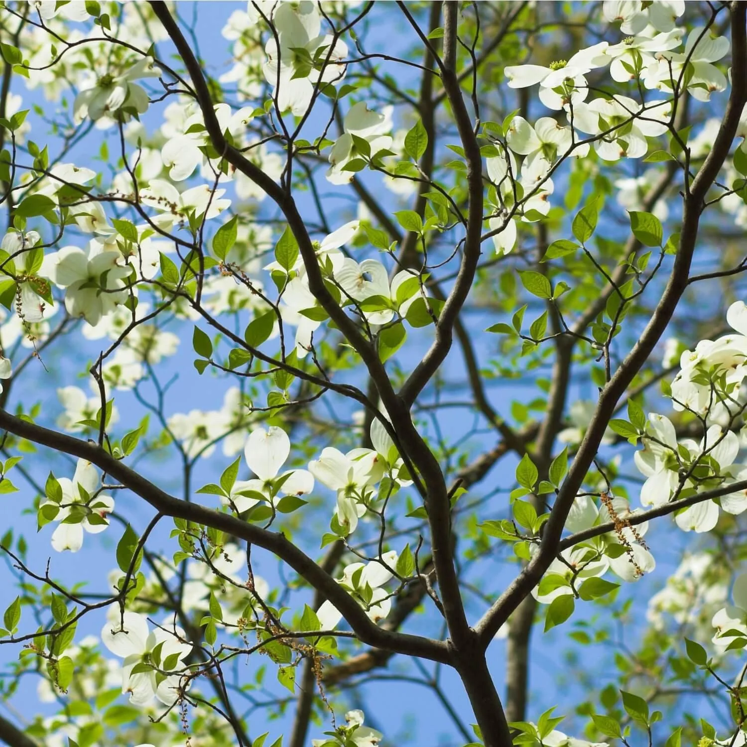 White Dogwood - Image 3