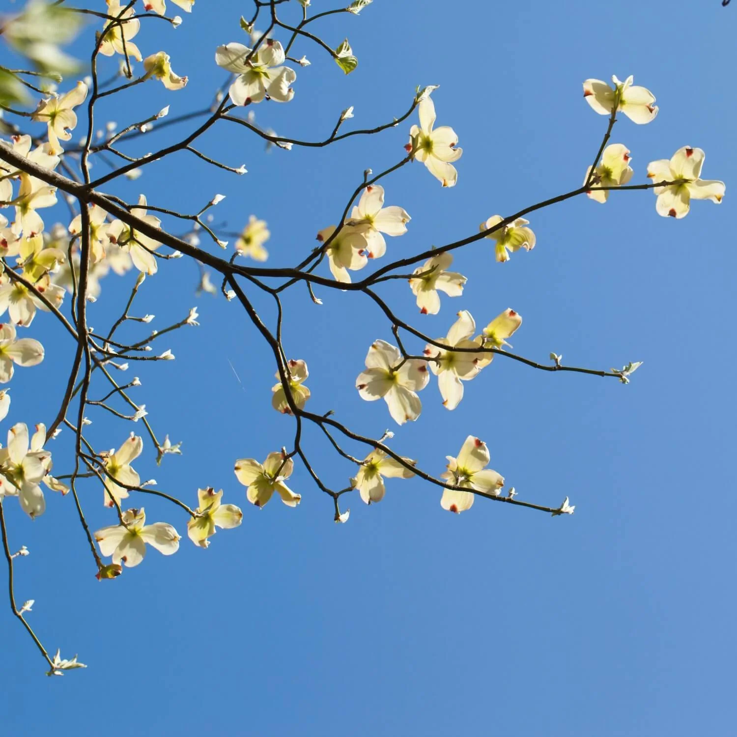 White Dogwood - Image 4