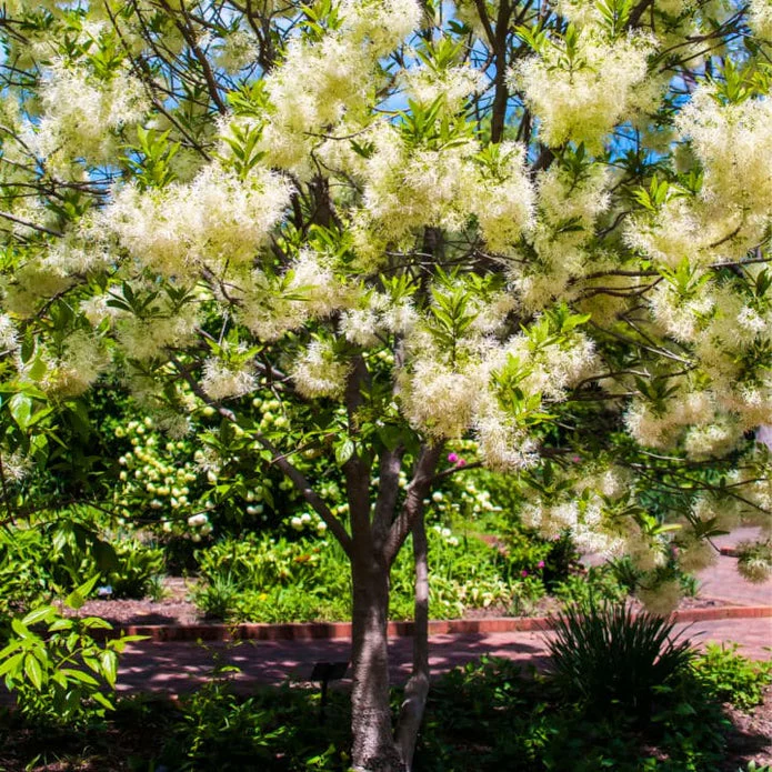 White Fringe Tree - Image 4