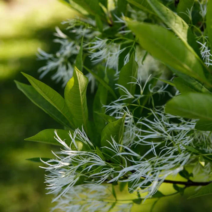 White Fringe Tree - Image 3